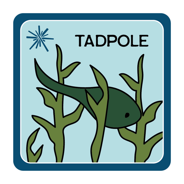  Tadpole swimming amidst sea kelp. 